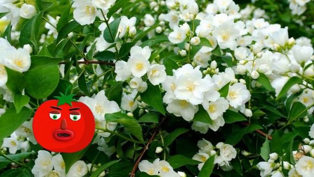 Топ 5 неприхотливых кустарников смотреть онлайн