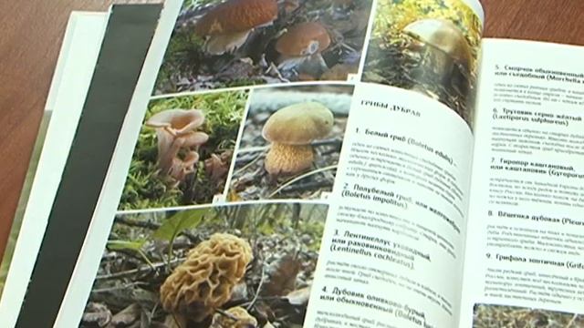 Книга «Природный мир Белогорья» смотреть онлайн