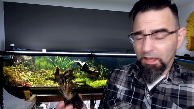 Cryptocoryne Tropica! смотреть онлайн