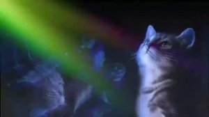 Мы танцуем крабика дискотека КОТОВ