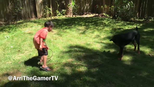 Playing Tug of War with our Doberman Puppy! смотреть онлайн