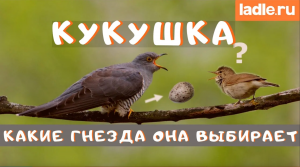В гнезда каких птиц кукушки подбрасывают яйца? Интересные факты о кукушках и их потомстве. Биология