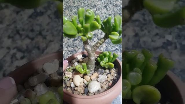 ?crassula ovata gollum смотреть онлайн
