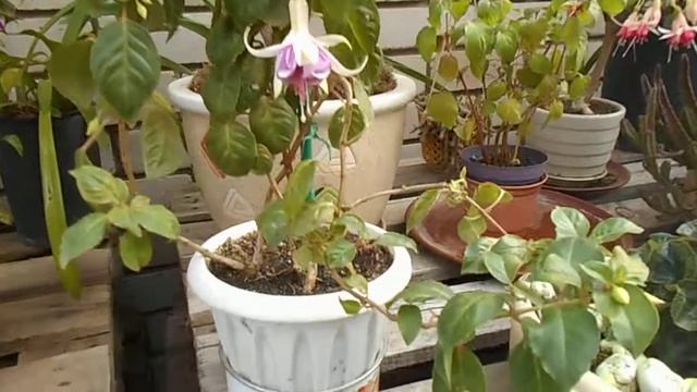 DSCN8878 Комнатные цветы летом на улице