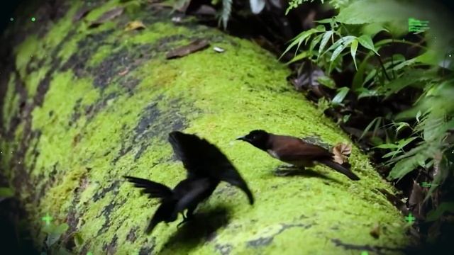 Александр Бельский о приостановке КРТ и дальнейших действиях. Смотреть до конца!!! смотреть онлайн