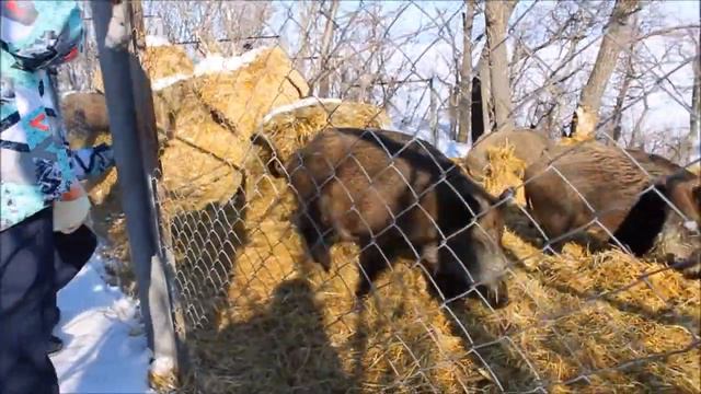 Кормим кабанчиков на лыжной базе Эдельвейсе в Балаково смотреть онлайн