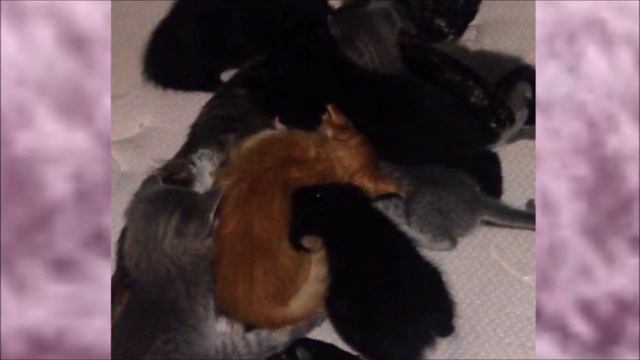 6 кошек приняли в свою семью малыша, которого чуть не съела собственная МАТЬ смотреть онлайн
