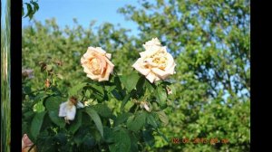 Slideshow1(1)