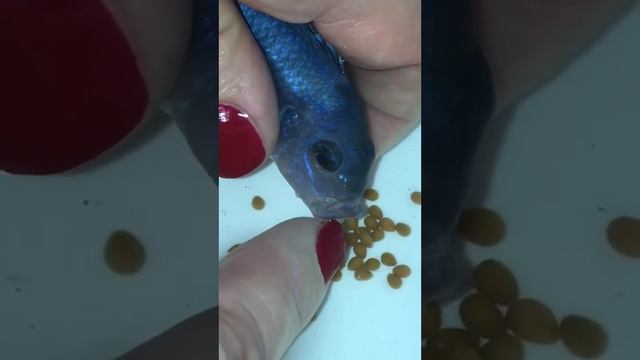 Цихлиды. Как достать икру у цихлиды? смотреть онлайн