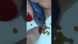 Цихлиды. Как достать икру у цихлиды?