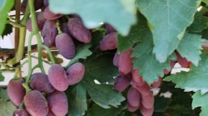 СУПЕР НОВИНКИ ОТ КАЛУГИНА!!!🍇🍇🍇.mp4  WhatsApp и Viber +79528500417, ТЕЛ. +79054033245.