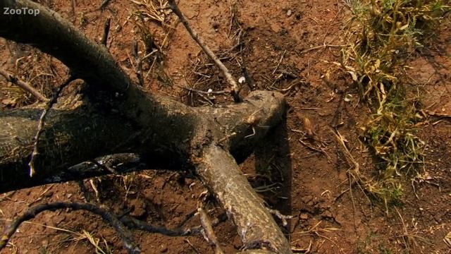 Ужасные плотоядные кузнечики, поедающие птенцов! смотреть онлайн