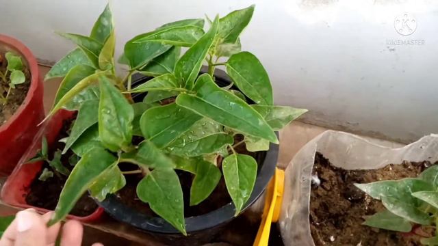 how to care and grow mirabilis jalapa 4 O'Clock from seeds || seedling update #plantslab #mirabilis смотреть онлайн