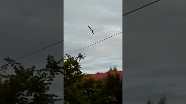 Чайки летают смотреть онлайн
