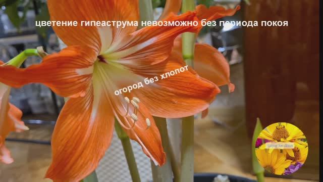Как гиппеаструму устроить период покоя? Когда прекращать его поливать и кормить.... смотреть онлайн