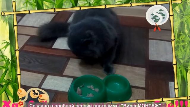 Дегустация корма для кошек из "Светофора" смотреть онлайн