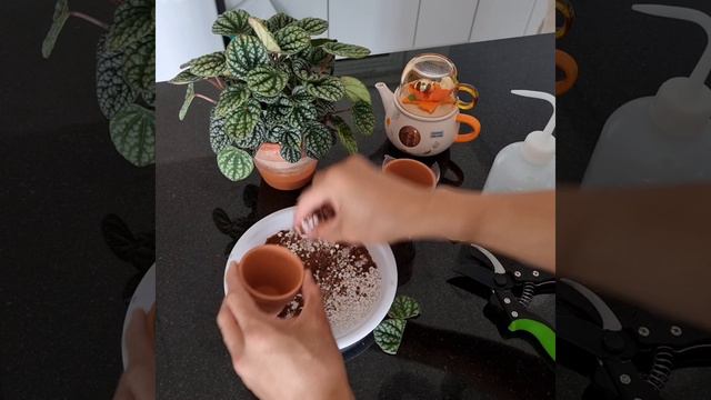 Peperomia Burbella -  Propagation Via Leaf