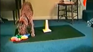 Улётные животные