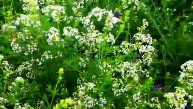 Мудрые слова о жизни и любви смотреть онлайн