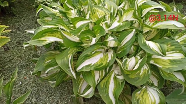 ☘️кучерявая красавица Mediovariegata#PetrNovar#Запорожье#репортаж,кунсткамера#хоста#Mediovariegata смотреть онлайн