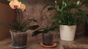 Отверстия в горшках с Орхидеями Фаленопсис, мой опыт