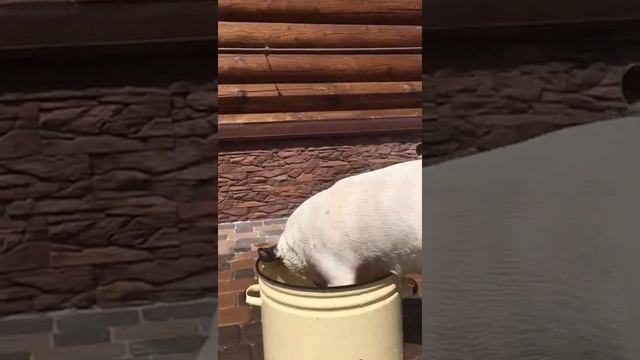 Стиральная #машина малютка Джейн ? #бультерьер смотреть онлайн