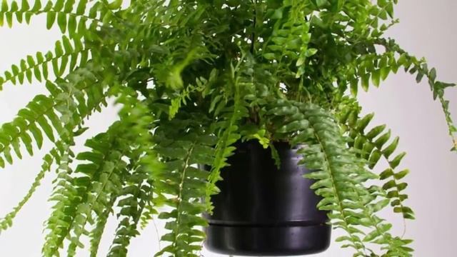 Папоротник комнатный – секреты и особенности выращивания. смотреть онлайн