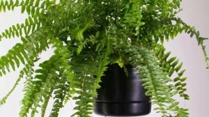 Папоротник комнатный – секреты и особенности выращивания.