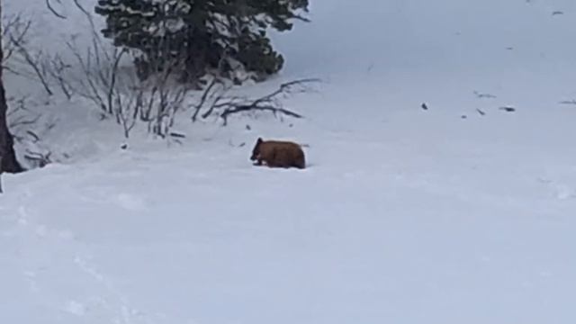 Petunia The Baby Bear Cub Walking Up a Snowy Hill смотреть онлайн