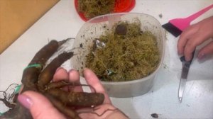 Пионы из слепых корней. Выращиваем дома