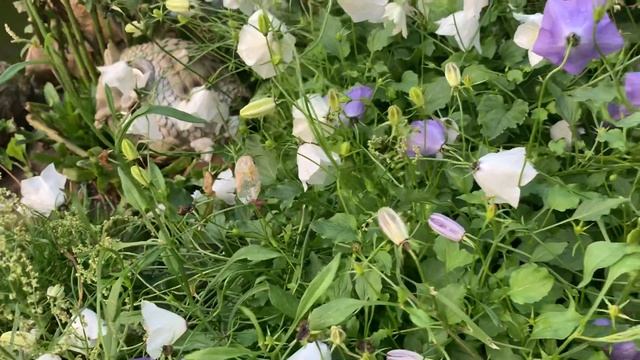 ?Колокольчик карпатский ?CAMPANULA CARPATICA?. ⭐️Обзор смотреть онлайн