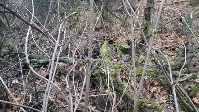 ПОХОДЫ ЗА КУНИЦЕЙ С ЛАЙКОЙ/ ШЕЛЬМА С ЛЮТИКОМ/ смотреть онлайн
