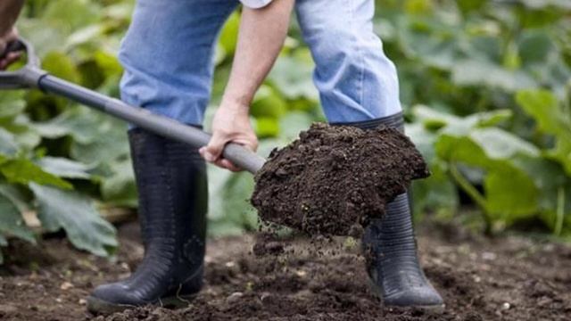 Выращивание дайкона из семян в открытом грунте смотреть онлайн