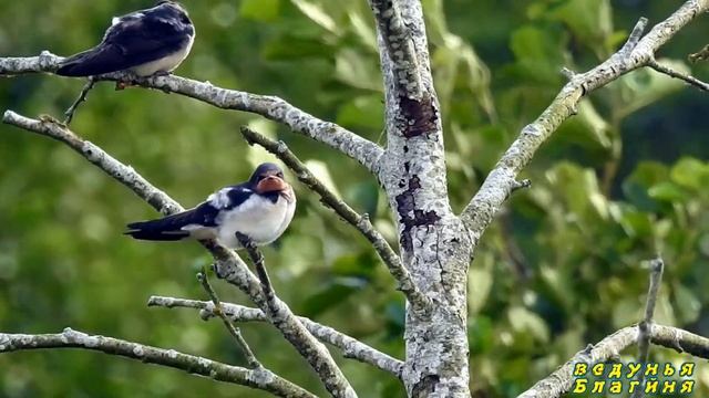 Народные приметы про птиц.Если поселились рядом птицы что ждать... смотреть онлайн