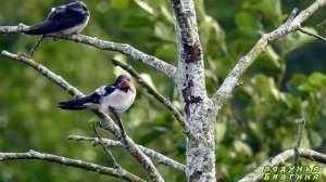 Народные приметы про птиц.Если поселились рядом птицы что ждать...