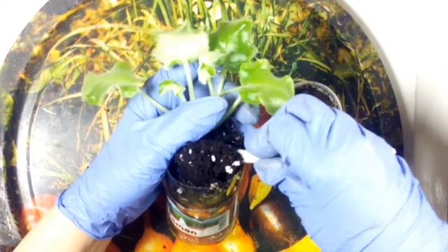 Сериал о фиалке Фаворит чайлд Пересадка смотреть онлайн