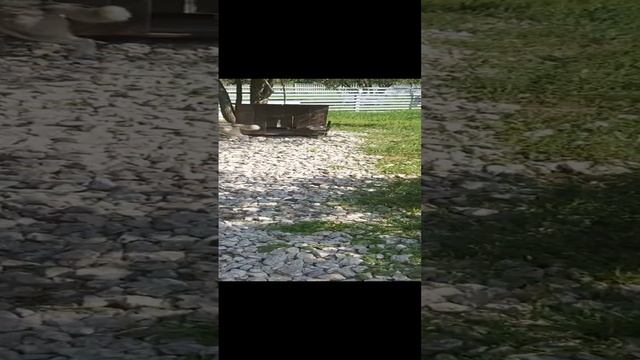 ХАСКИ. смотреть онлайн