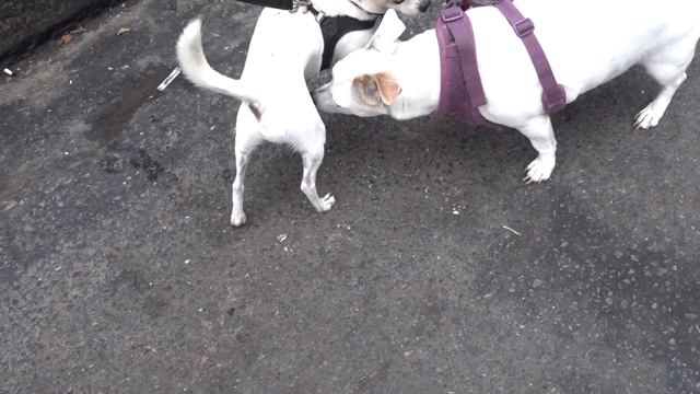 BROOKLYN DOG WALK - NIC AND PANCHO VLOG #7