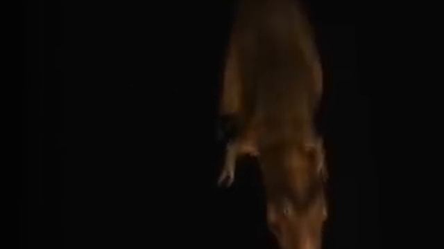 T-rex dinosaur demo смотреть онлайн