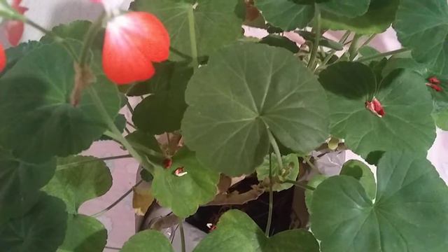 🎼Aceite Anti-Arrugas de Geranio:Te comento cómo prepararlo.🎶🐈 смотреть онлайн
