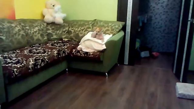 Моя вторая новая собачка! смотреть онлайн