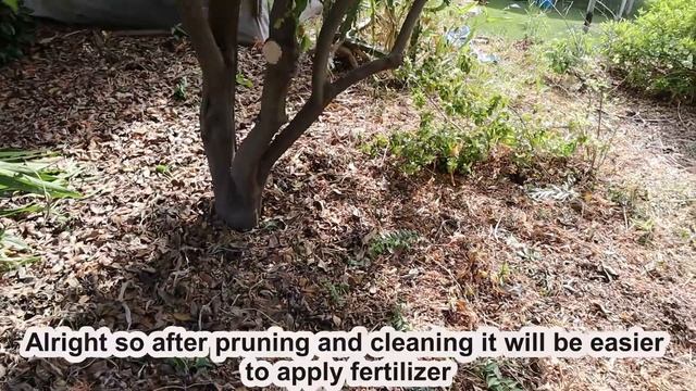 Carambola Pruning And Fertilizing - Trimming Exotic Fruit Tree, Star Fruit (Averrhoa carambola) смотреть онлайн