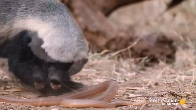 A Honey Badger and Mole Snake Fight to the Death смотреть онлайн