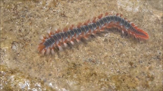 Sandworm in Rhodos ( Zeeduizendpoot ) смотреть онлайн