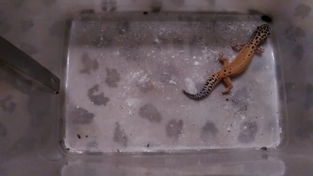 2017.01.30. Кормление эублефара или тараканьи бега / Leopard gecko feeding. смотреть онлайн