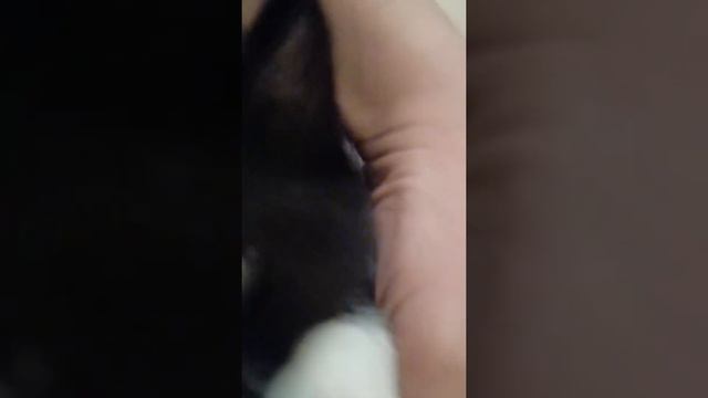 завёл нового питомца 2 смотреть онлайн