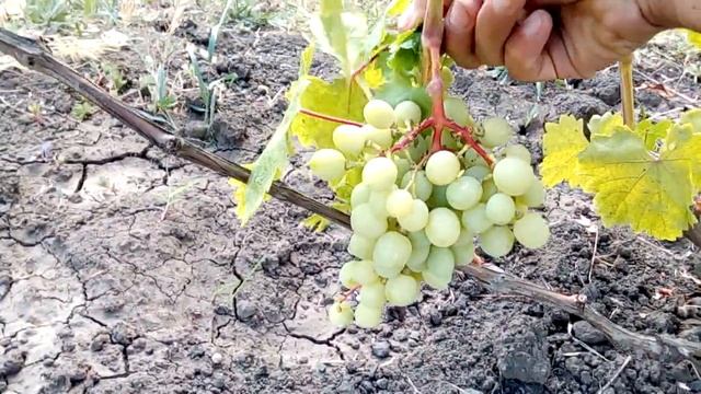 Виноград рафинад смотреть онлайн