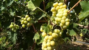 Виноград Смарагд