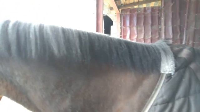 Прореживание гривы лошади смотреть онлайн