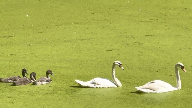 Новые жители в Усадьбе Я. В. Брюса смотреть онлайн